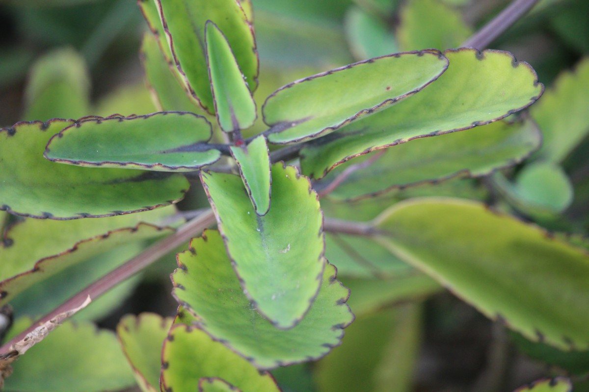 Kalanchoe