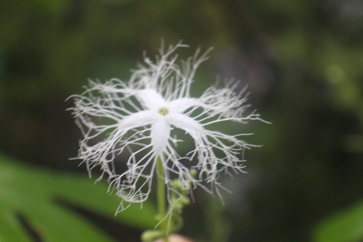 Trichosanthes