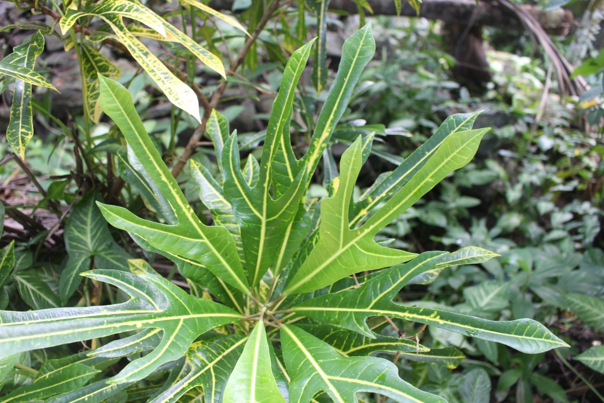 Codiaeum