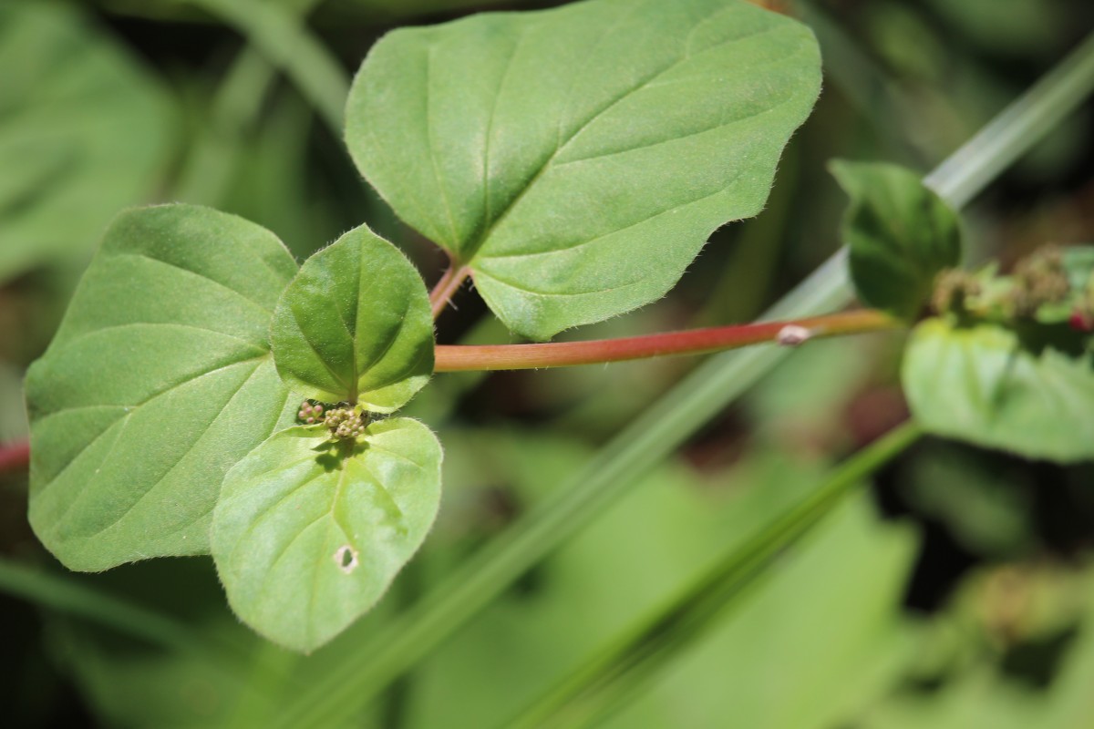 Boerhavia