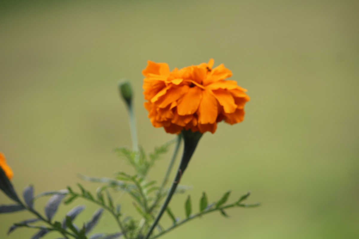 Tagetes