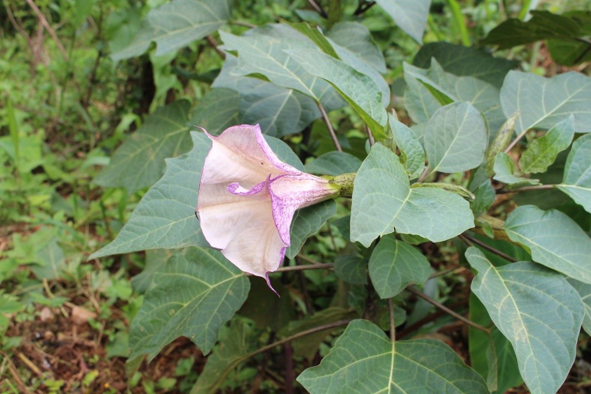 Datura