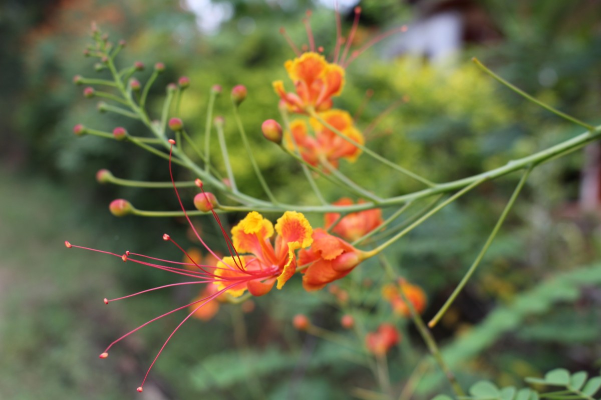 Caesalpinia