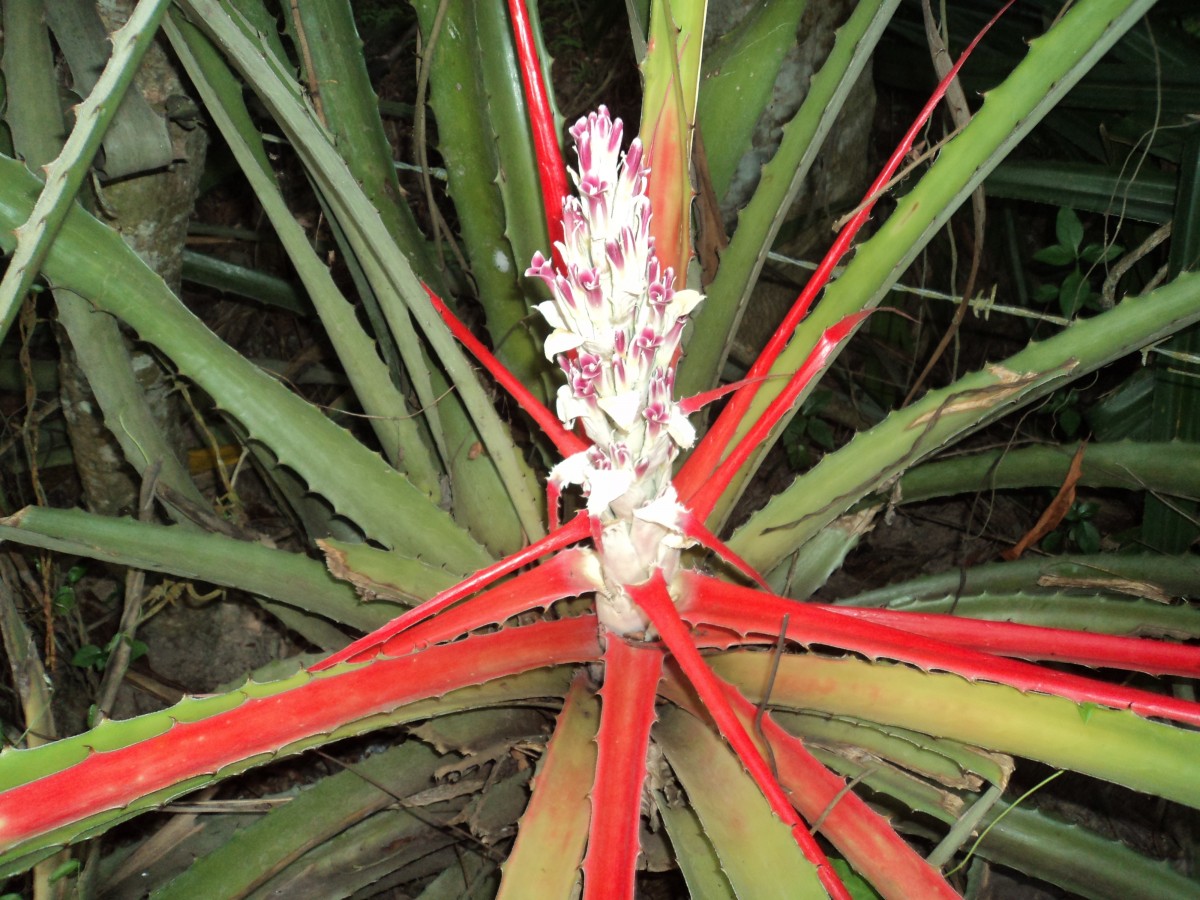 Bromelia