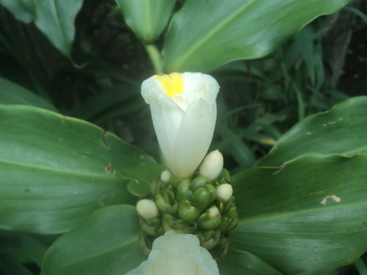 Costus