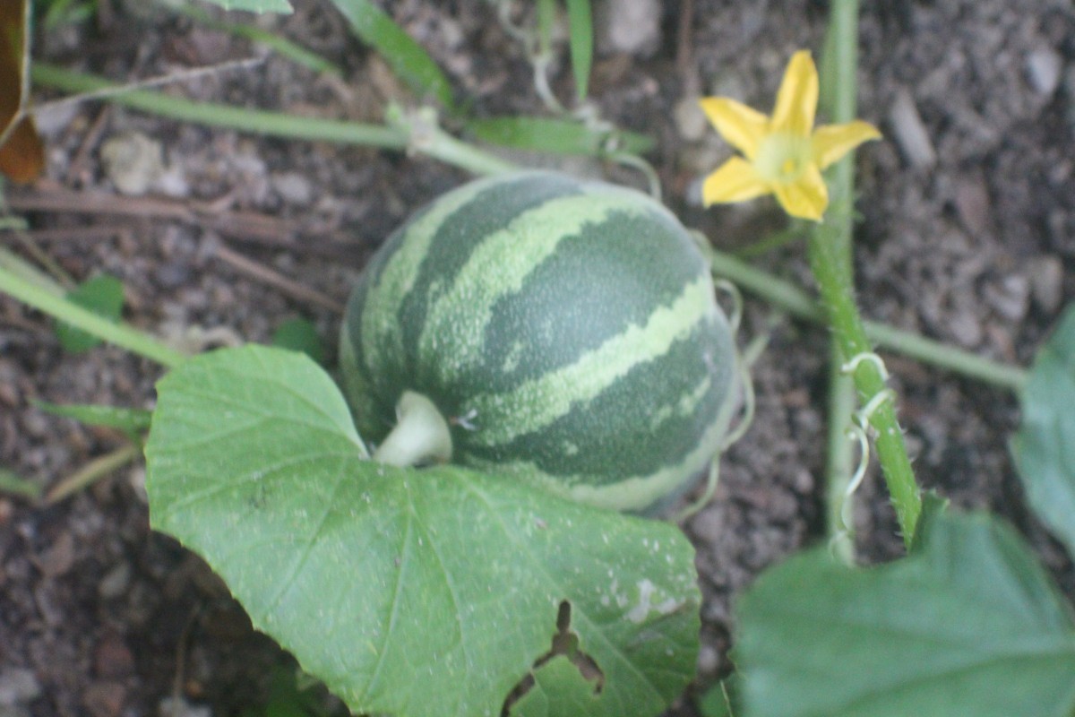 Cucumis