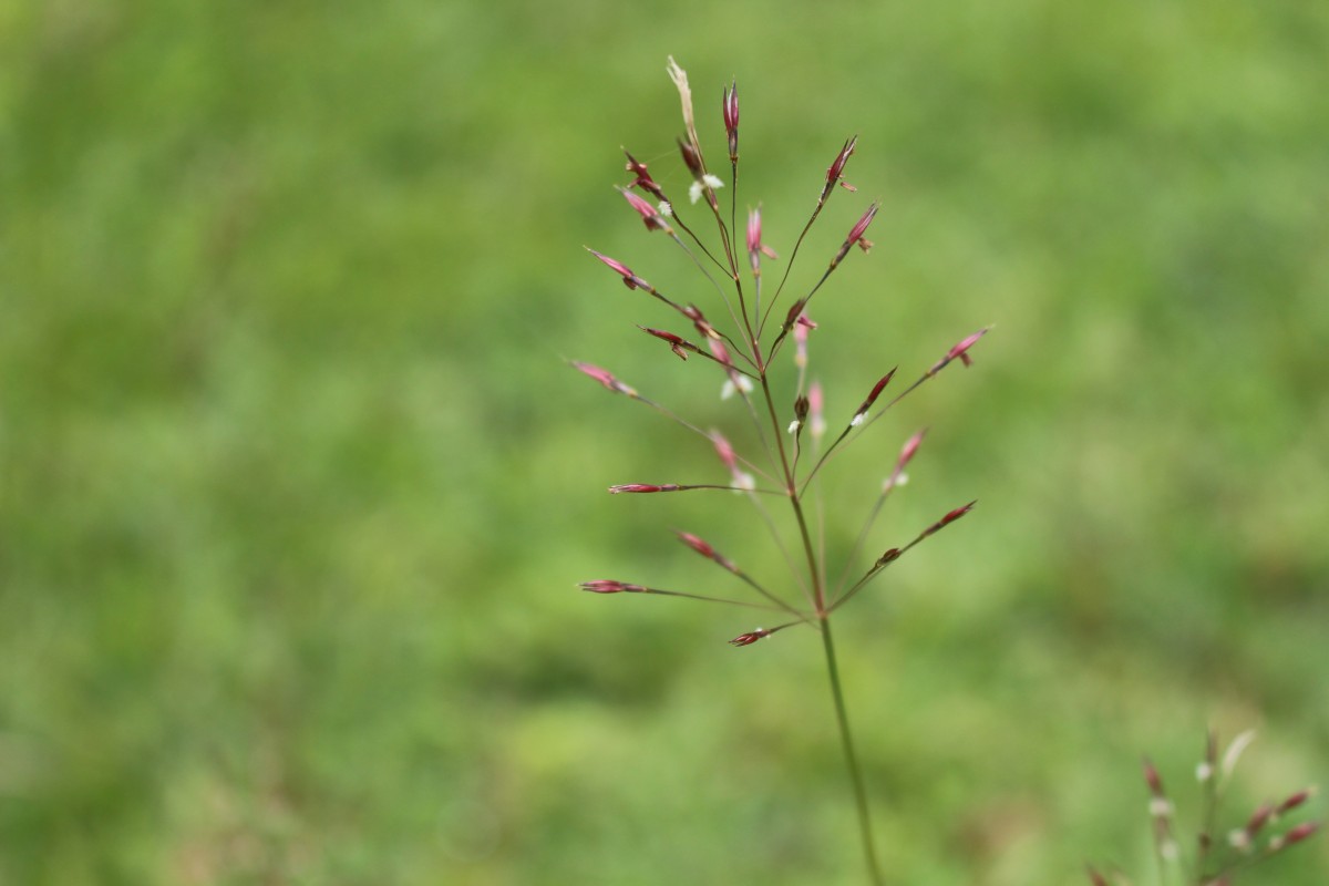 Chrysopogon