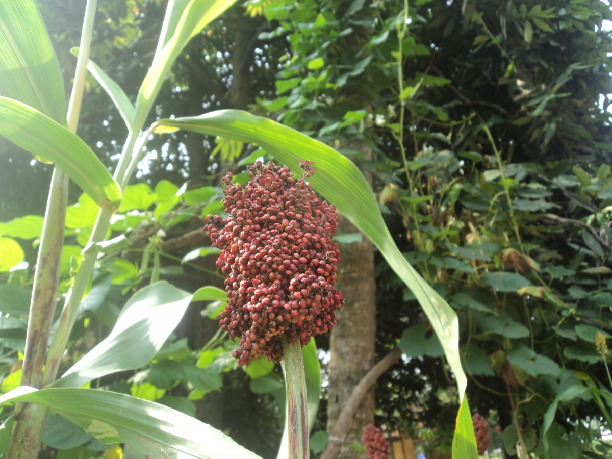 Sorghum