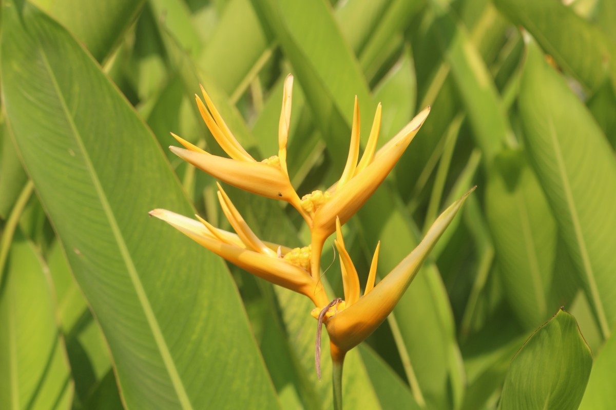 Heliconia