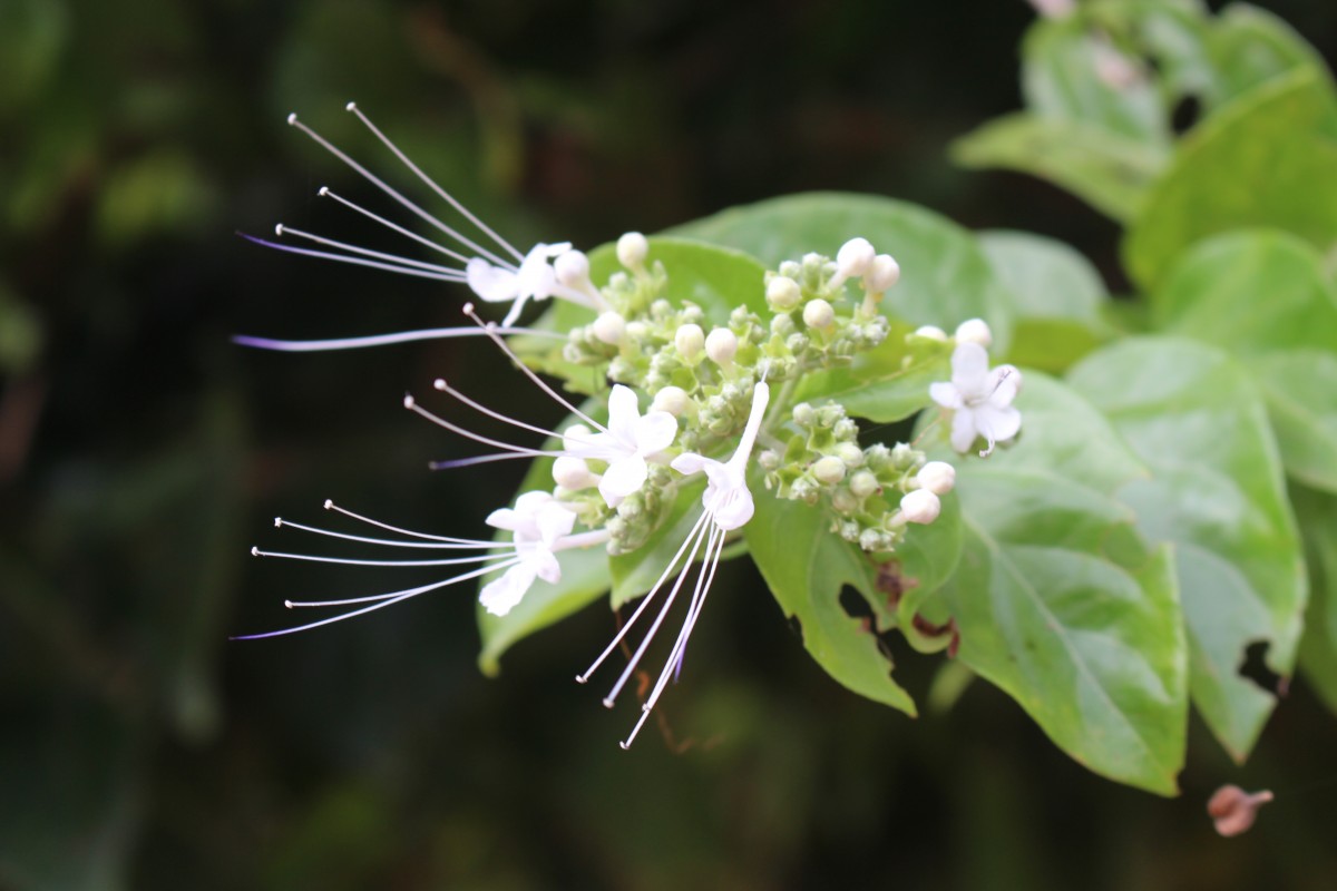Glossocarya