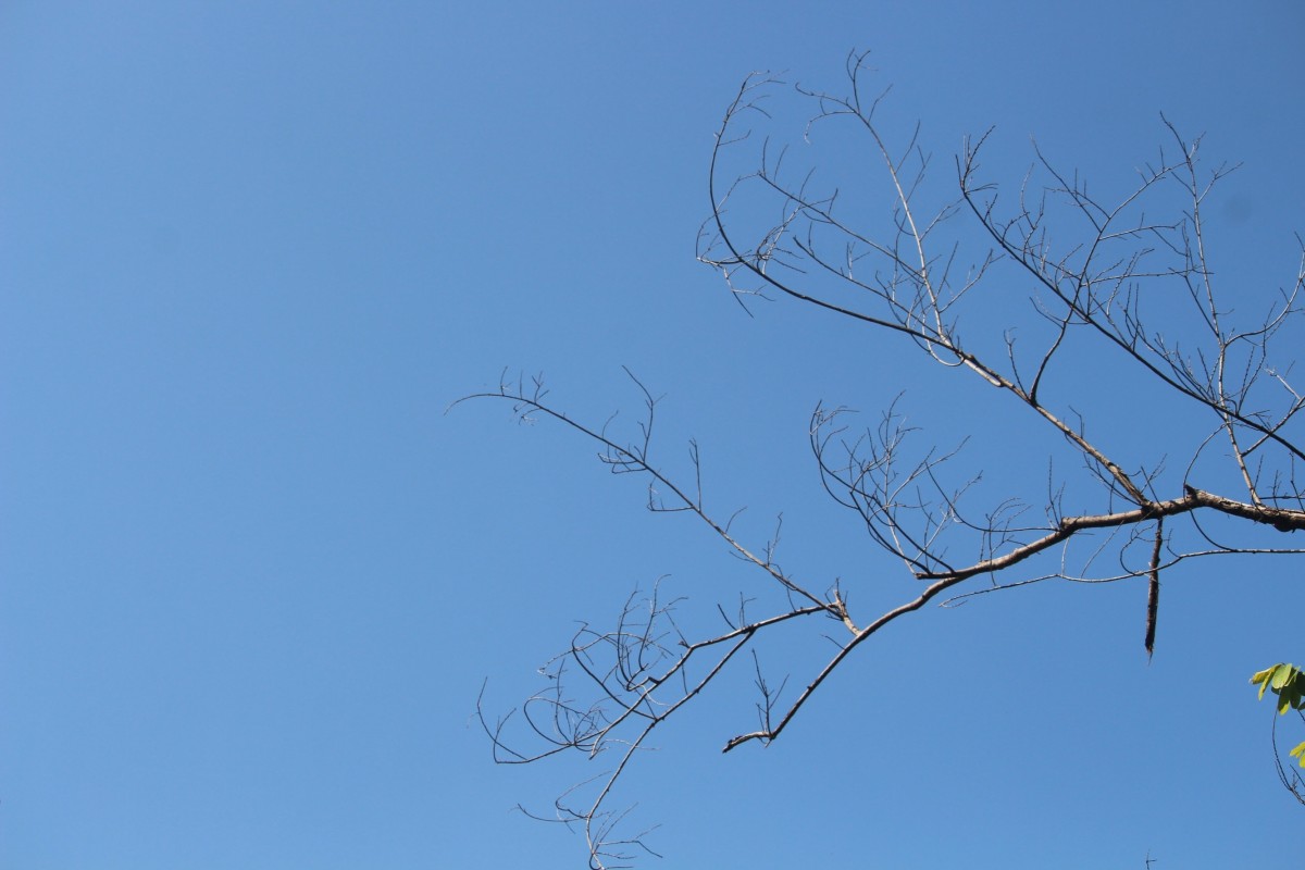 Angophora