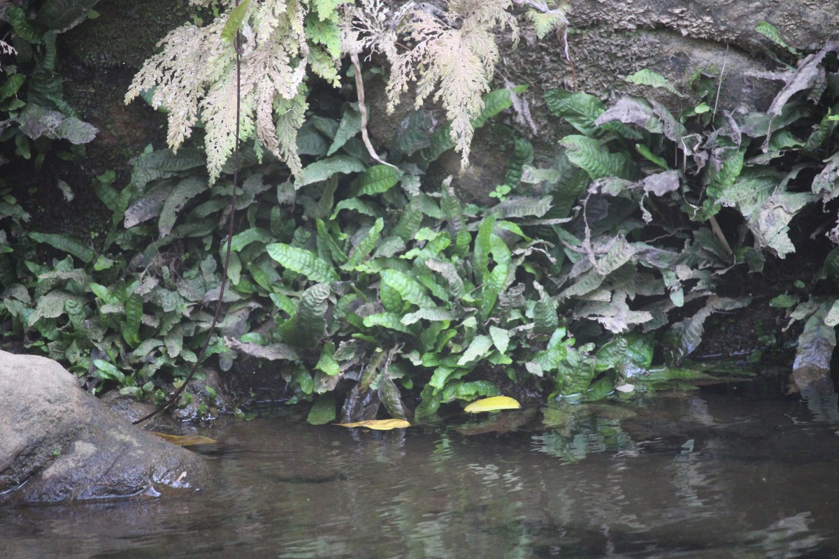 Leptochilus