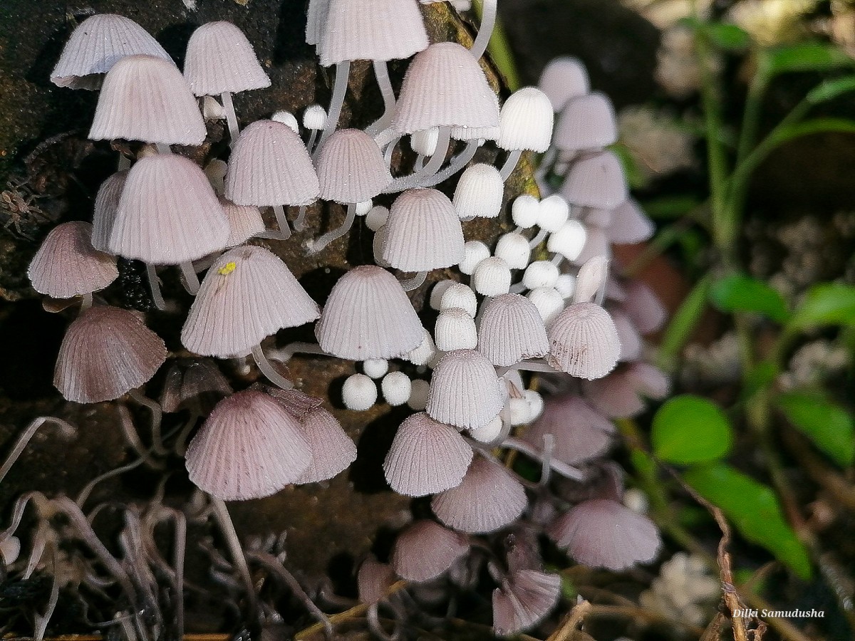 Coprinellus