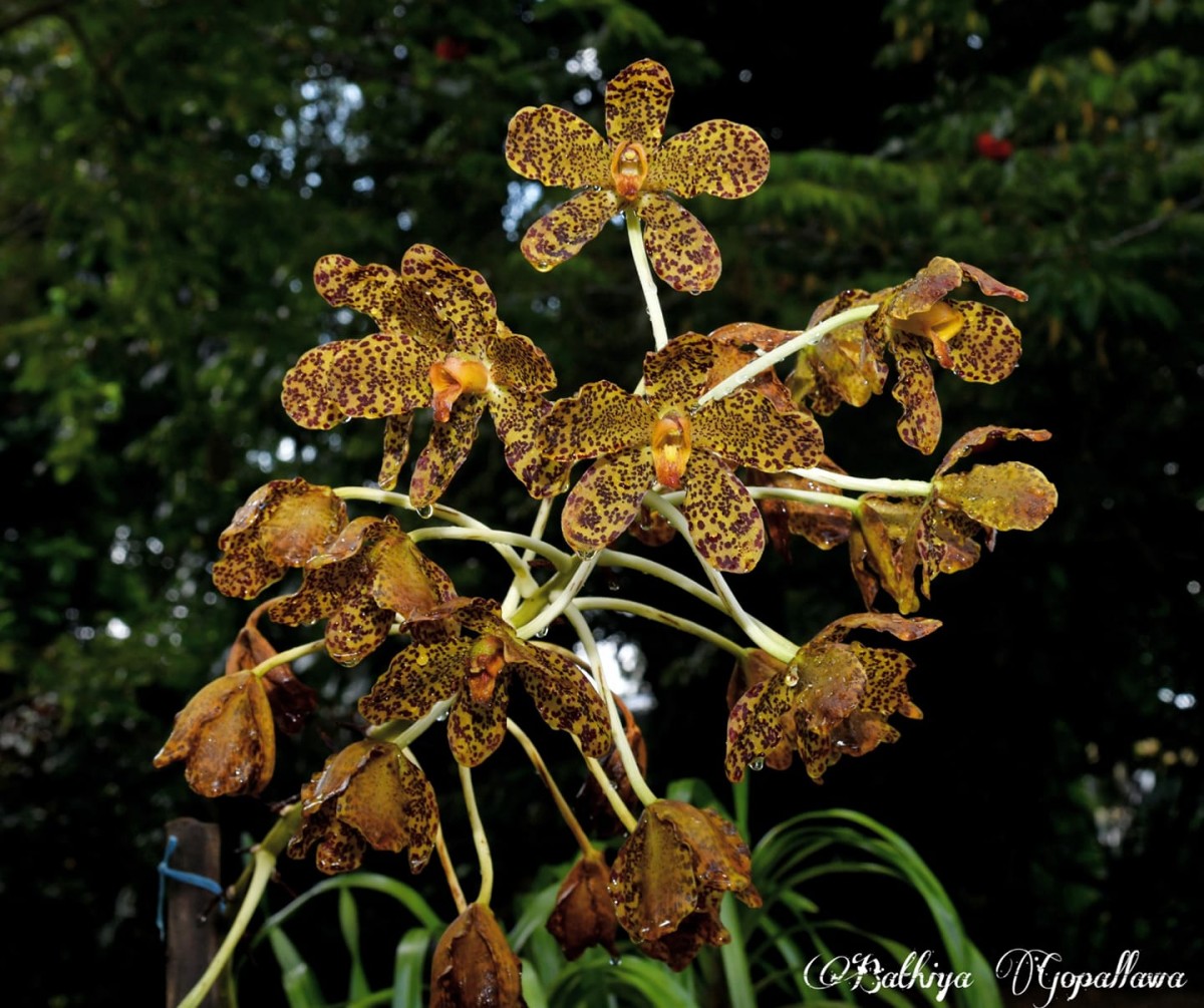 Grammatophyllum