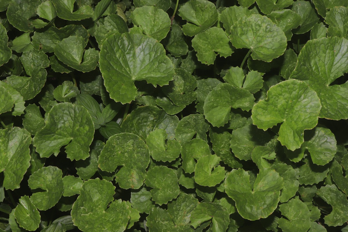 Centella