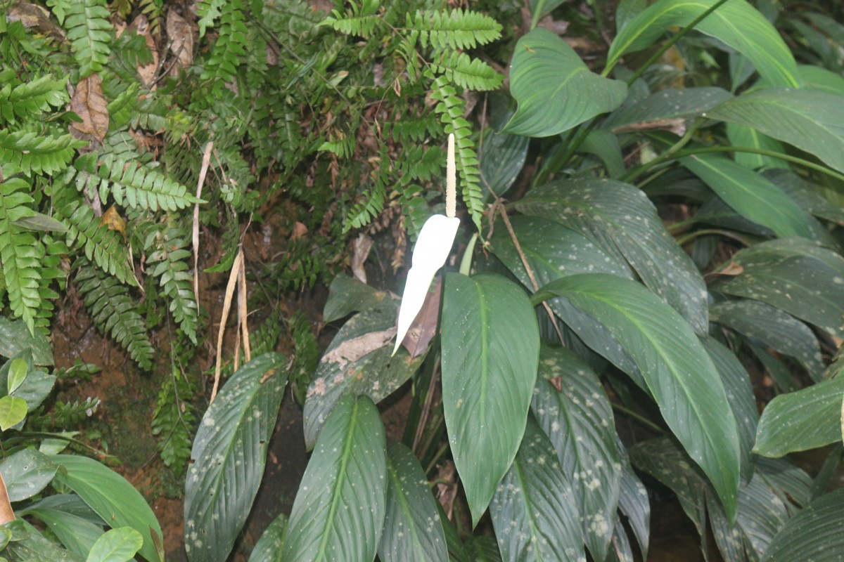 Spathiphyllum