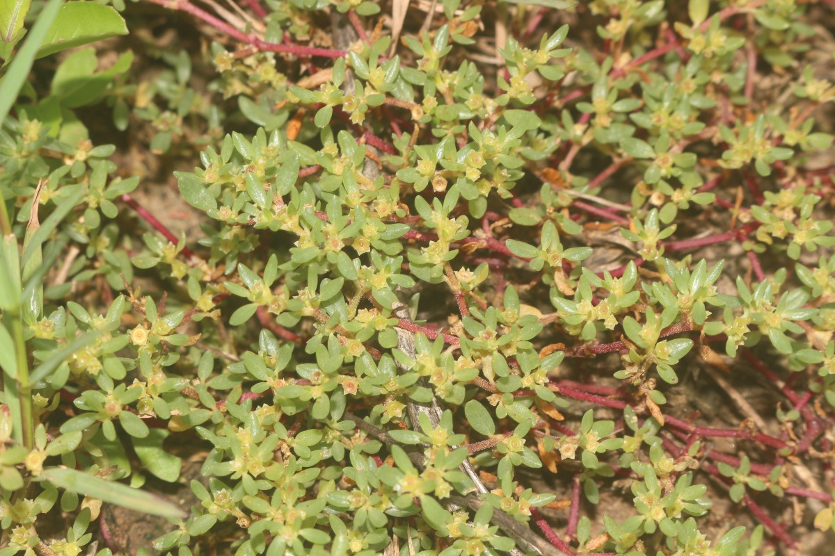 Trianthema portulacastrum – eFlora of India, image size:1200x800