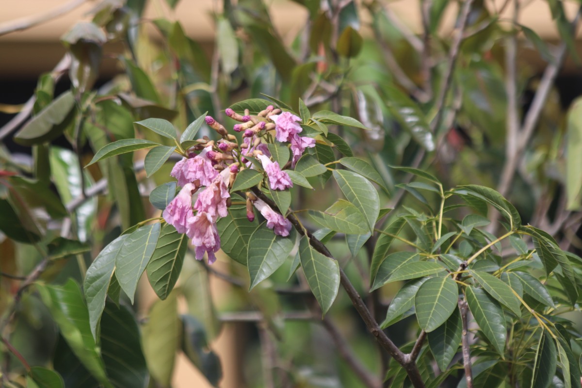 Tabebuia