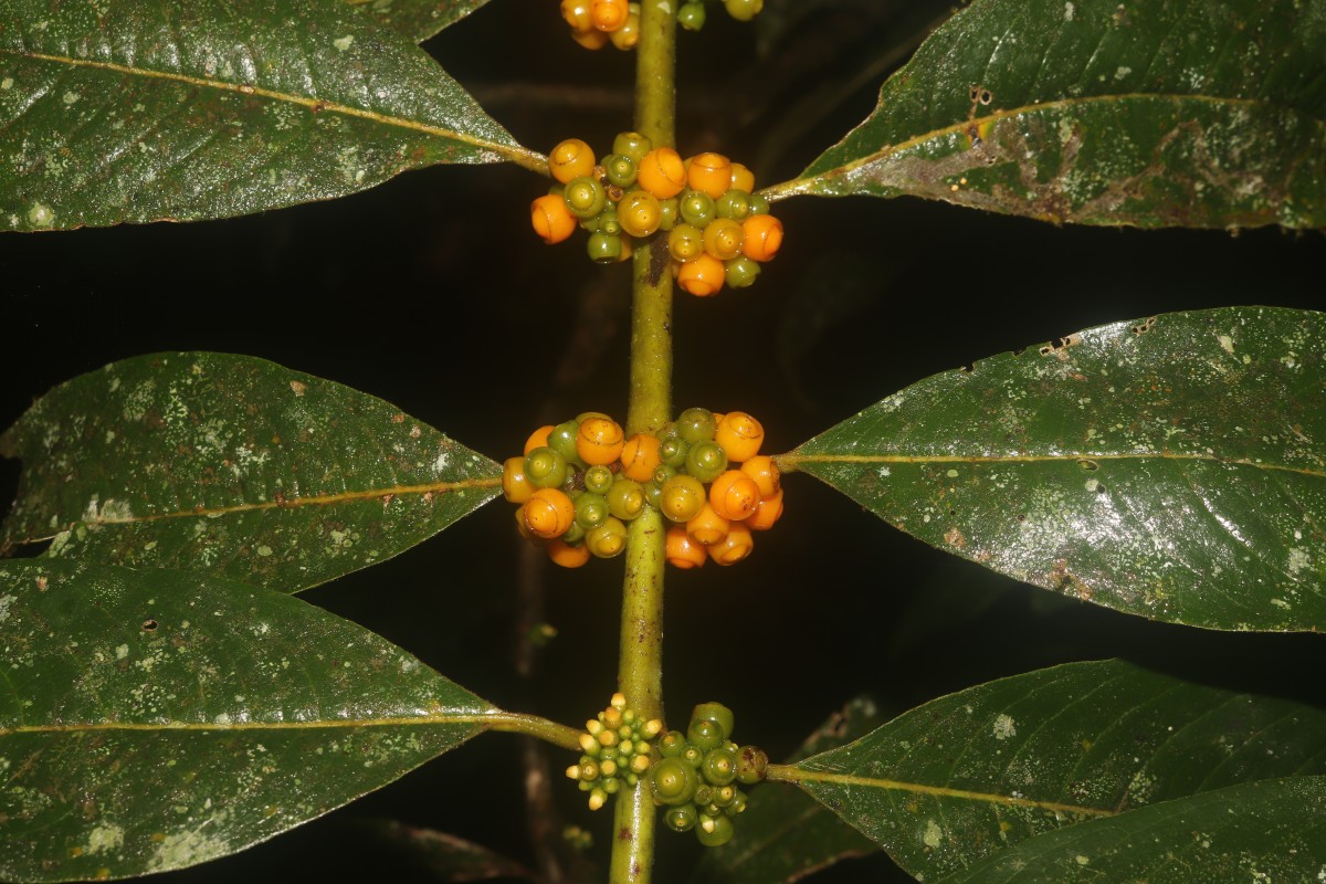 Urophyllum