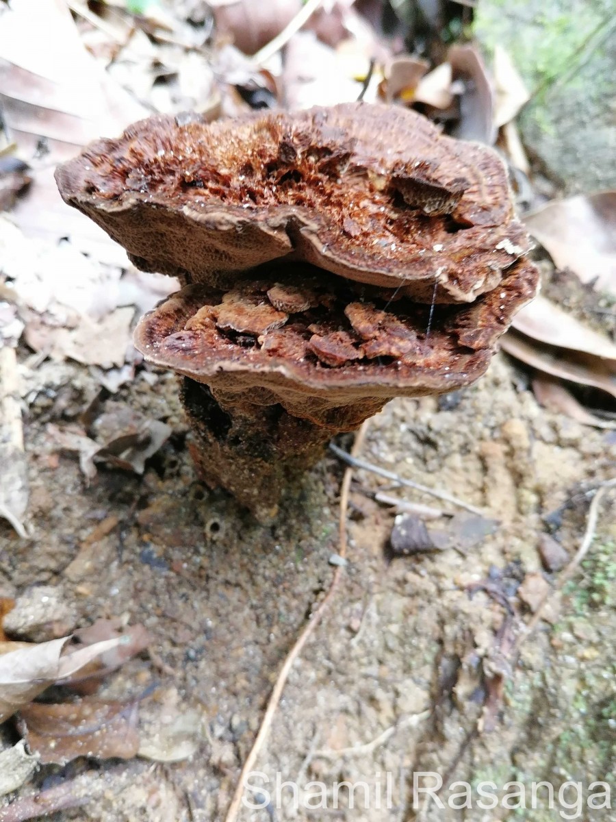 Phaeolus