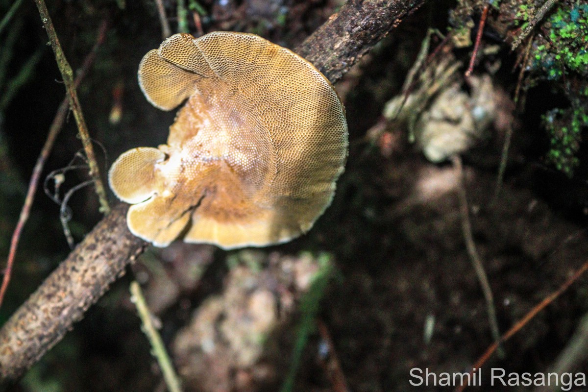 Hexagonia