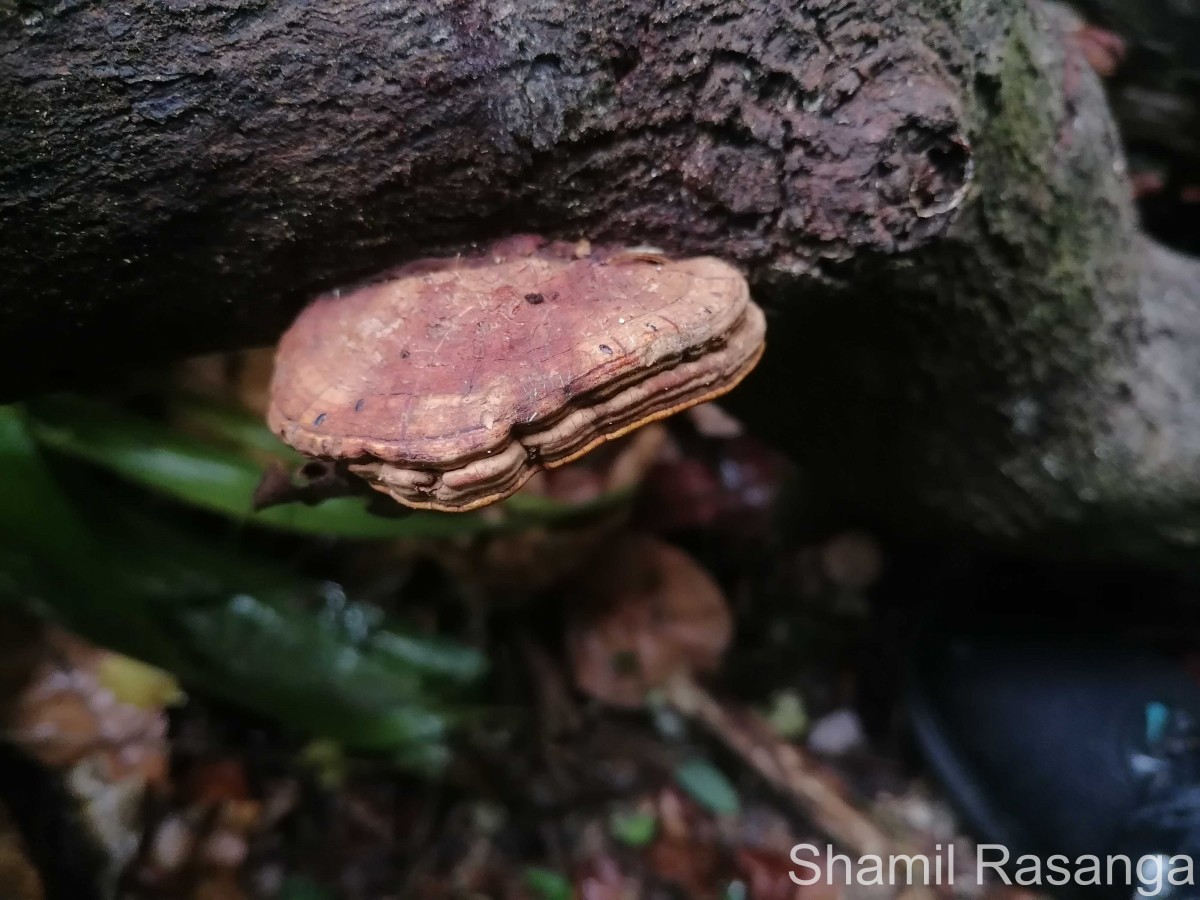 Ganoderma