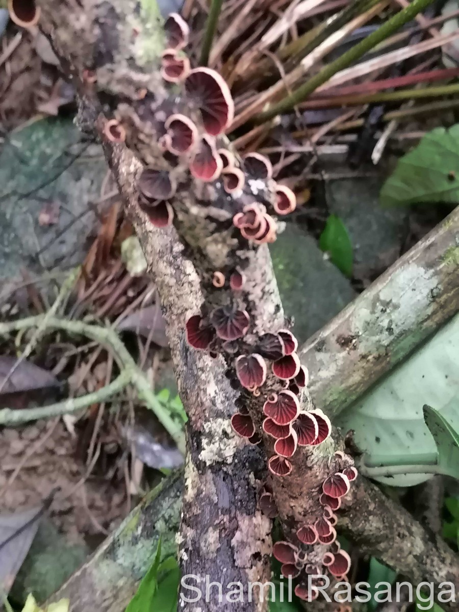 Anthracophyllum