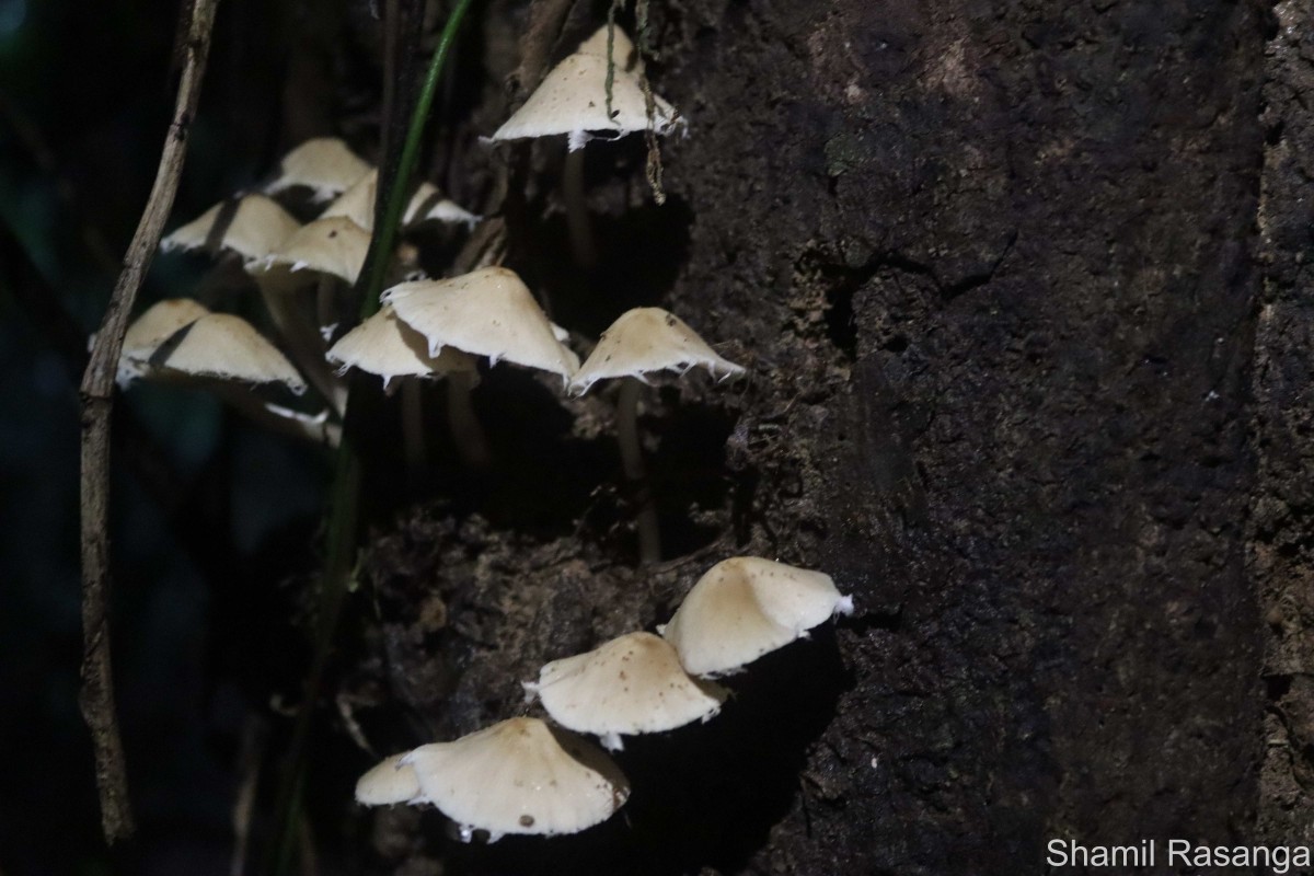Candolleomyces