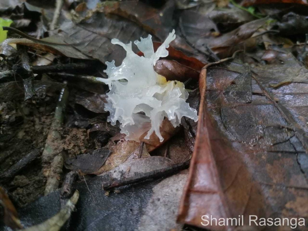 Tremella