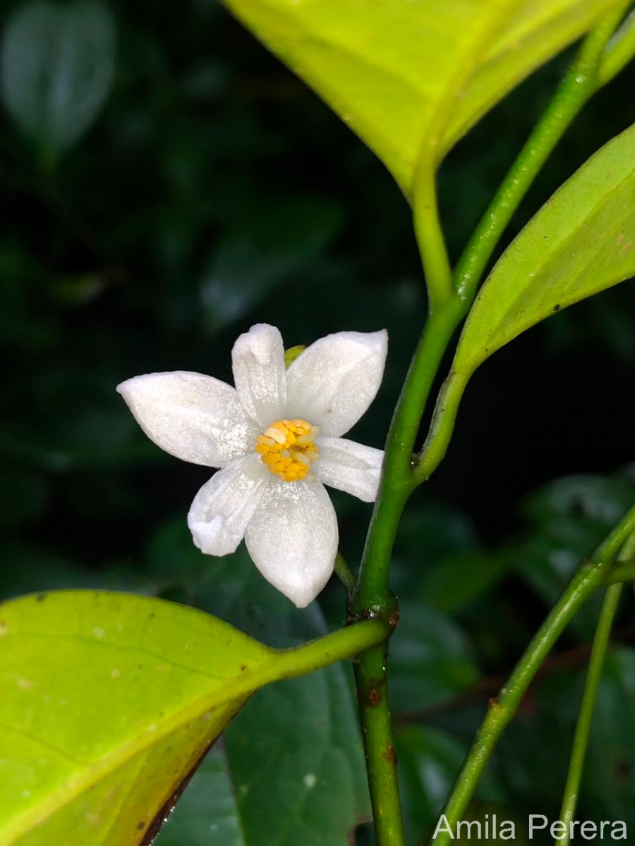 Anaxagorea