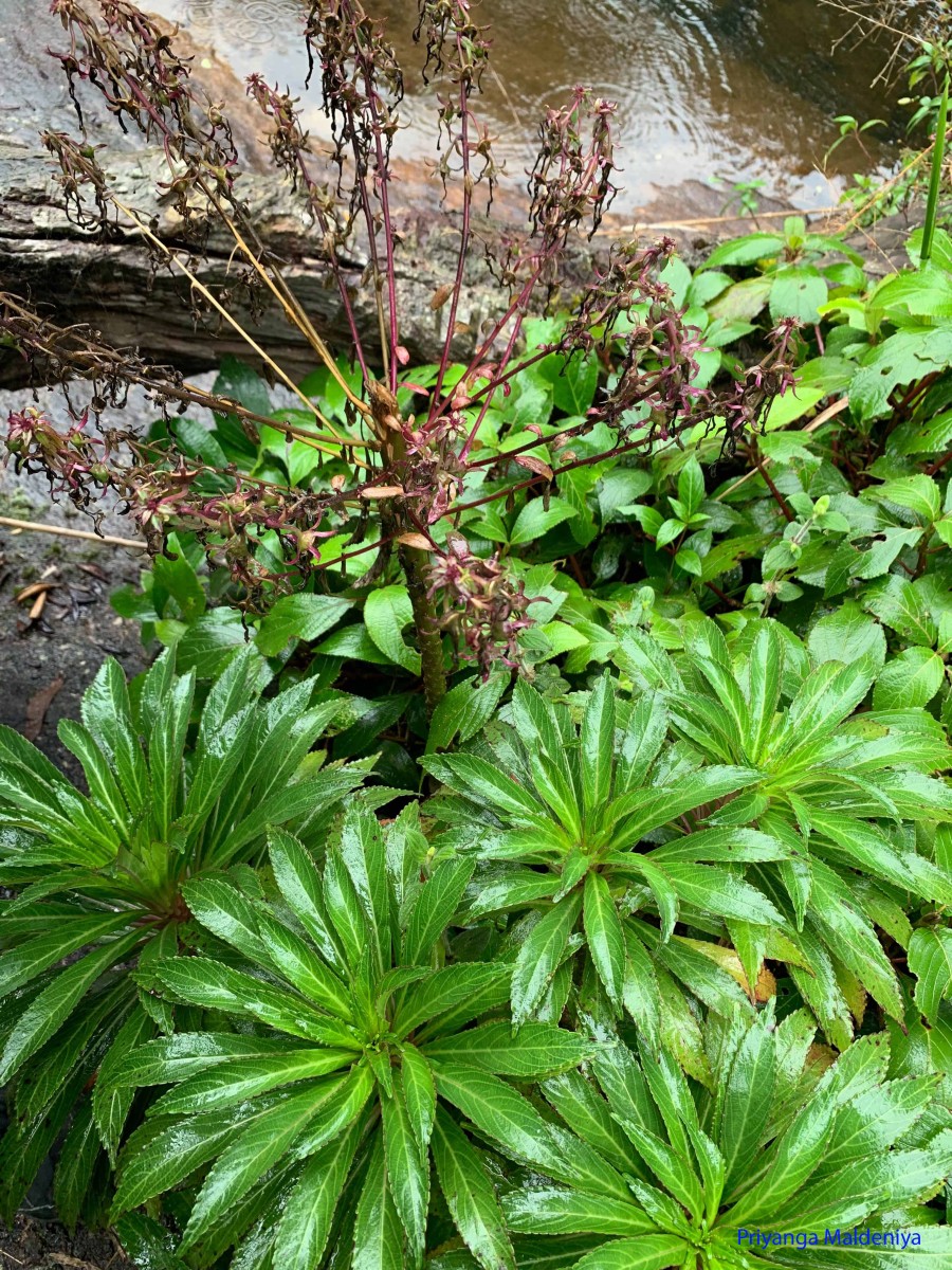 Lobelia nicotianifolia Roth