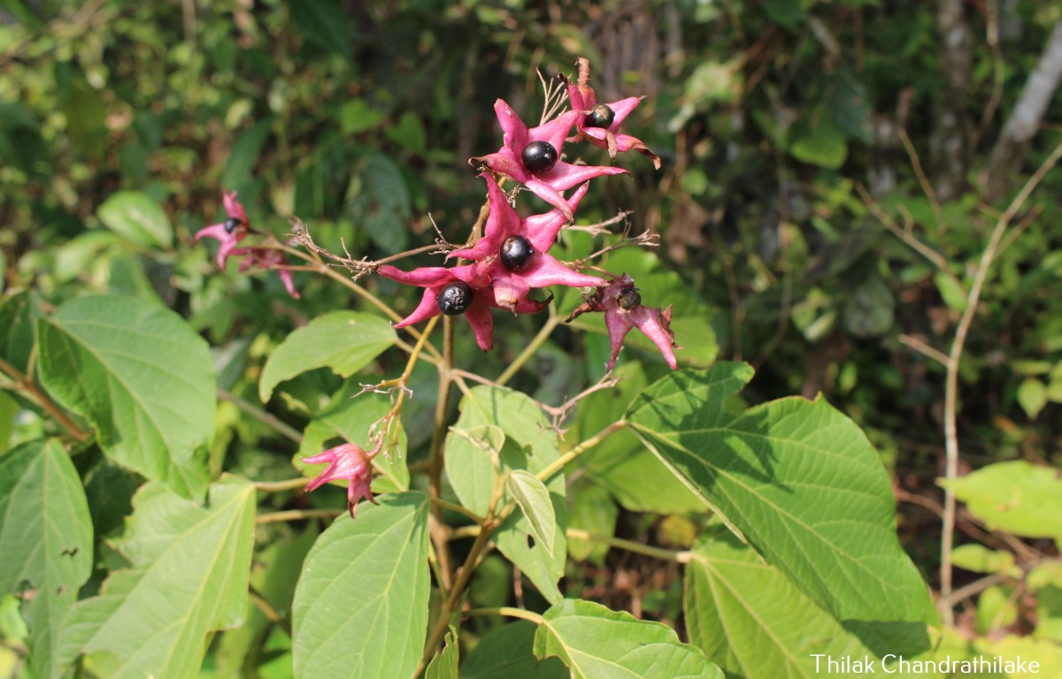 Clerodendrum infortunatum L.