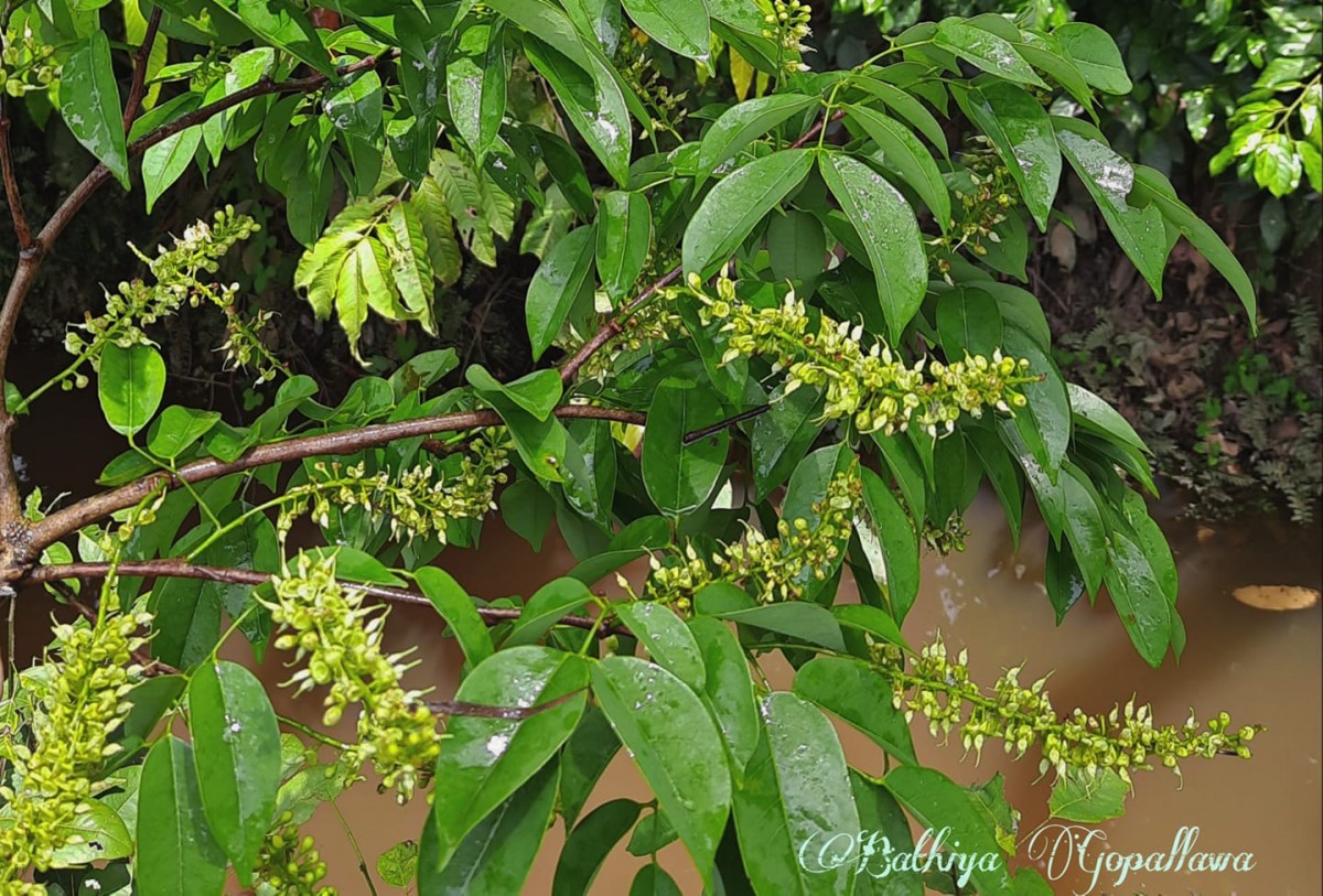 Crudia zeylanica (Thwaites) Benth.