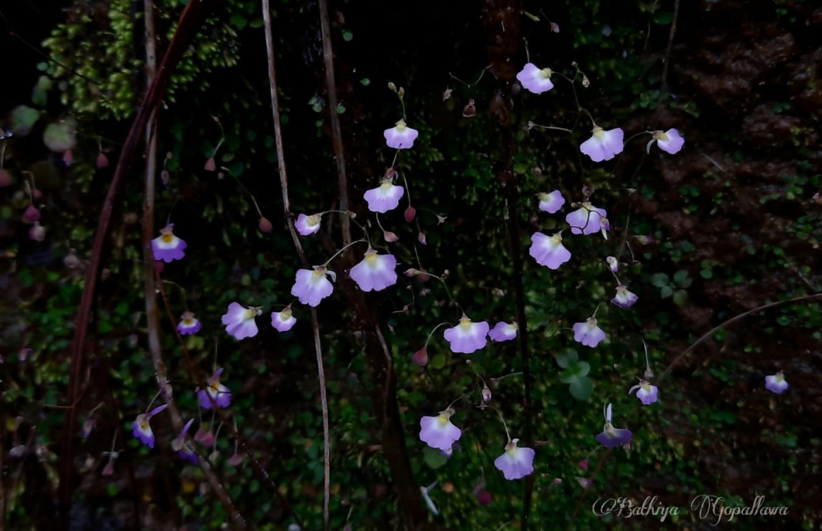 Utricularia striatula Sm.