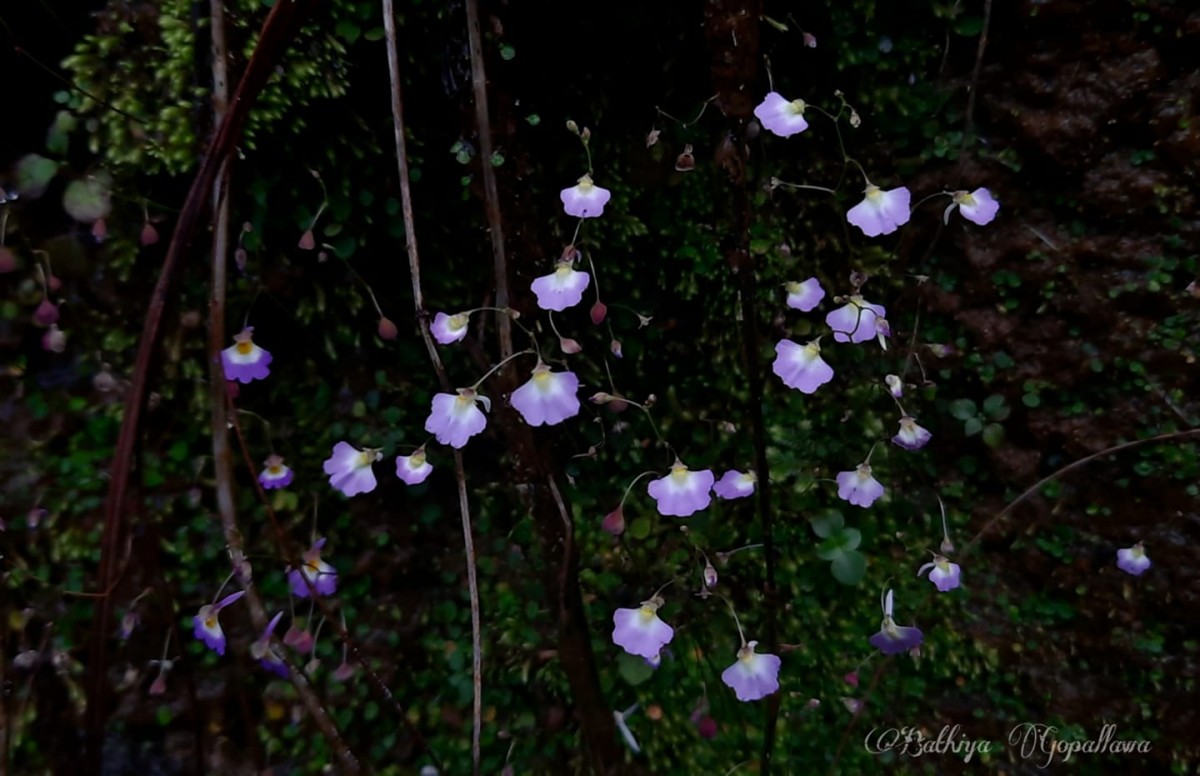 Utricularia striatula Sm.