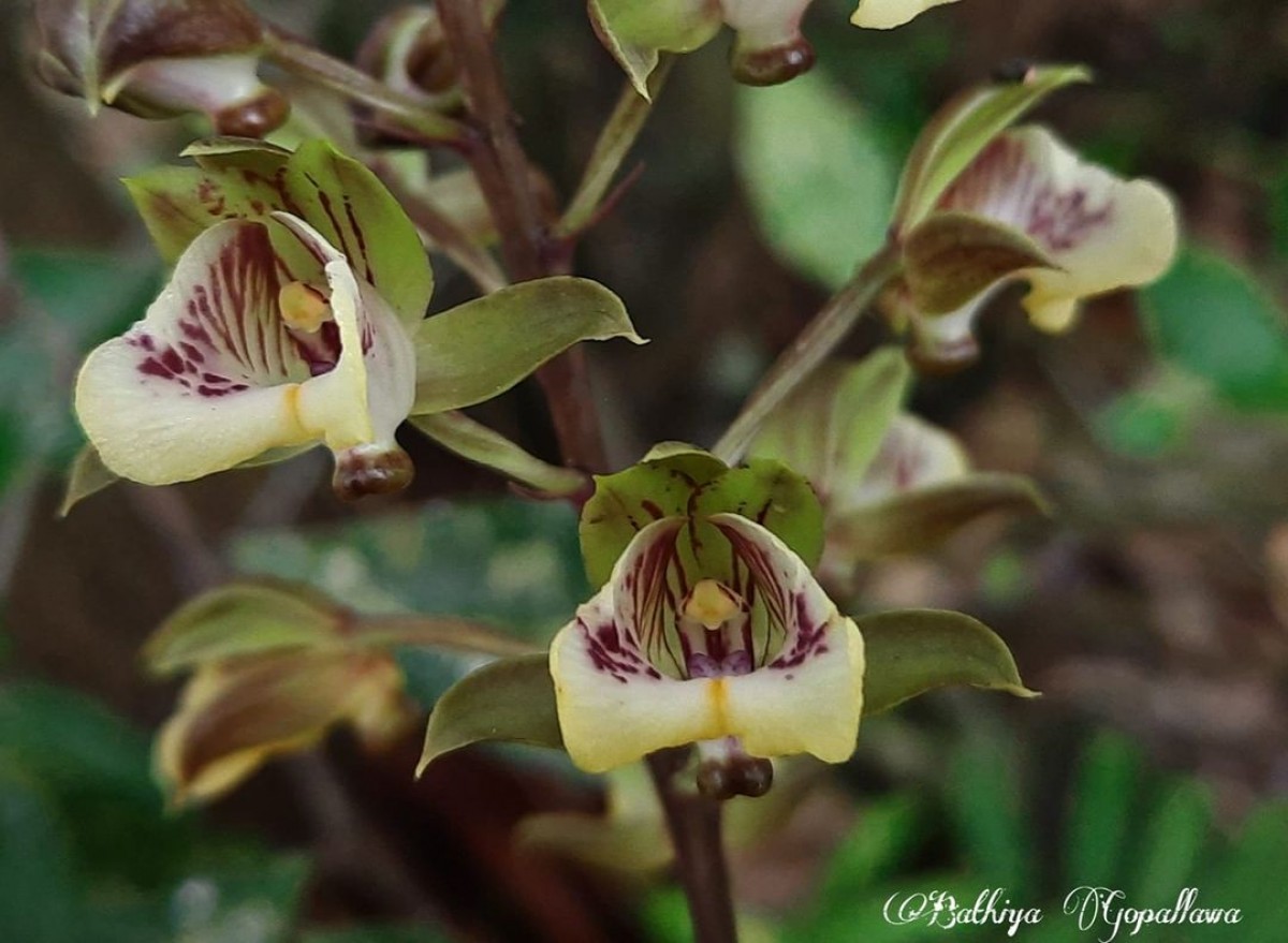 Eulophia pulchra (Thouars) Lindl.