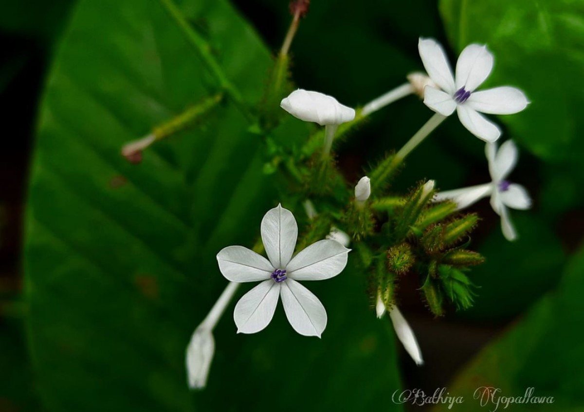 Plumbago zeylanica L.