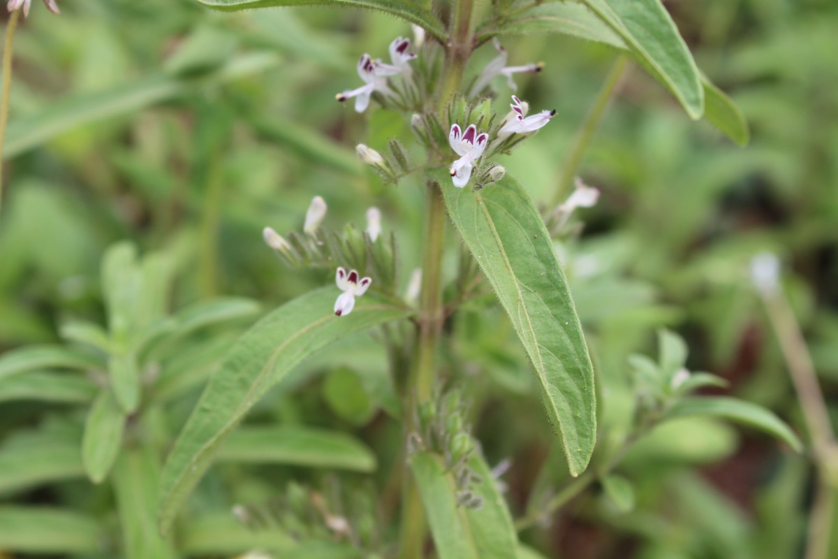 Andrographis echioides (L.) Nees