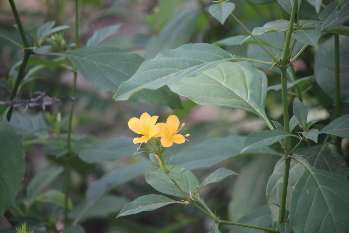 Barleria prionitis L.