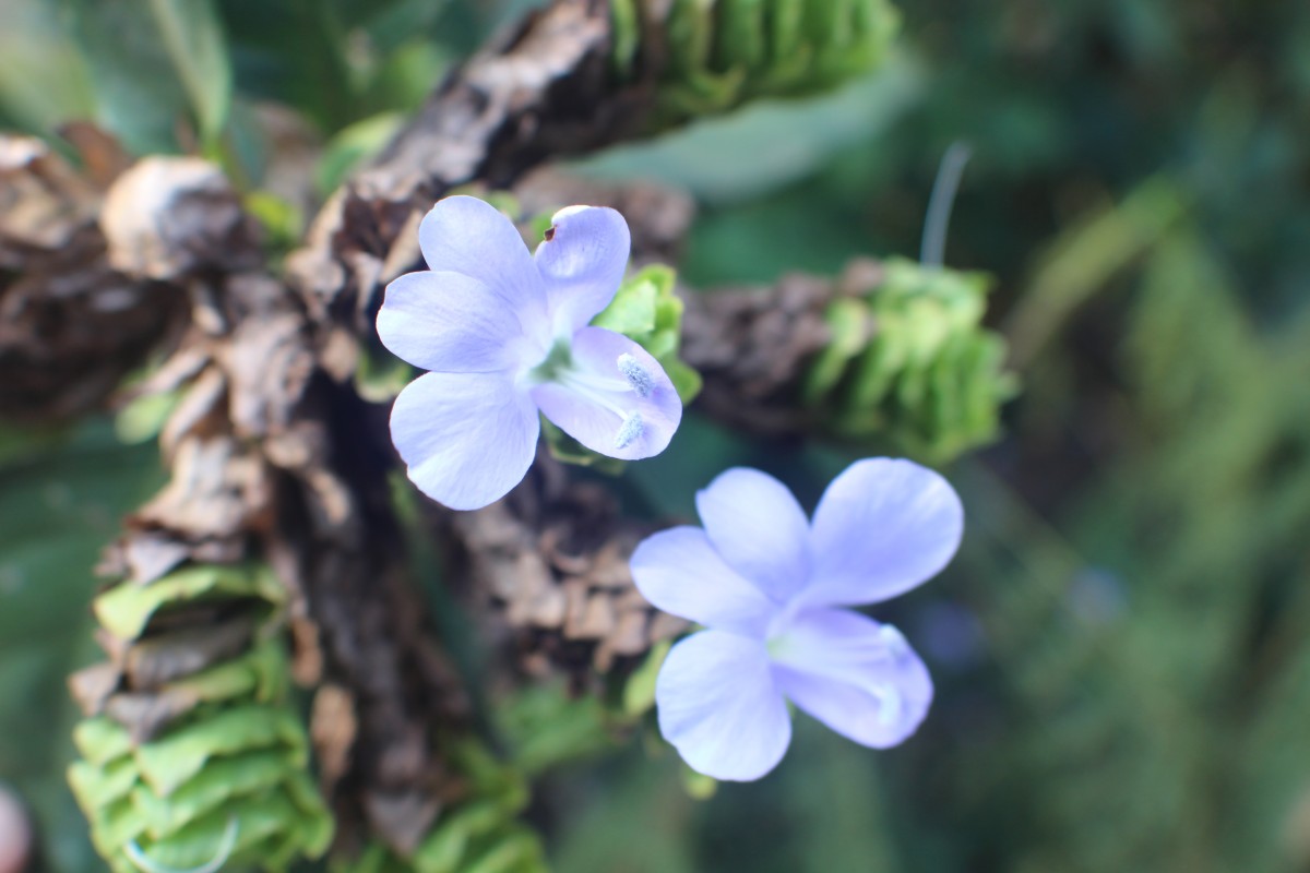 Barleria strigosa Willd.