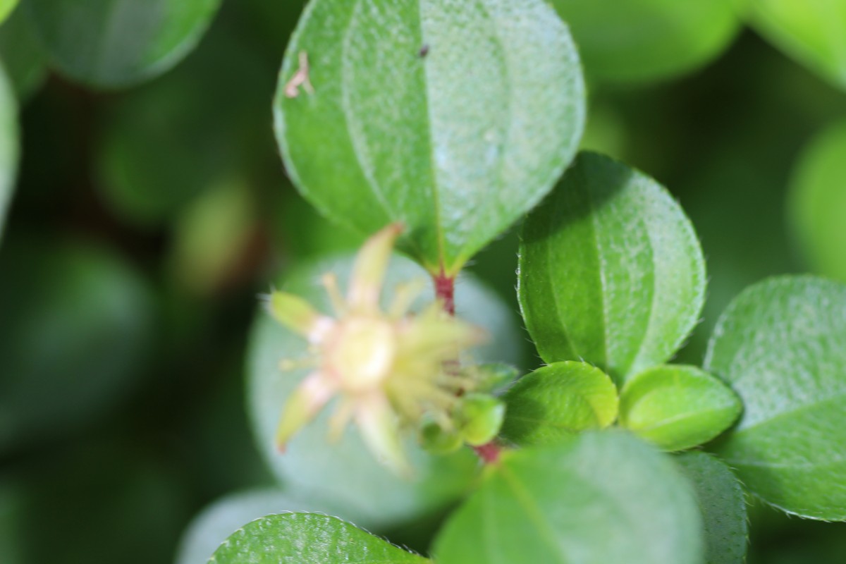 Heterotis rotundifolia (Sm.) Jacq.-Fél.