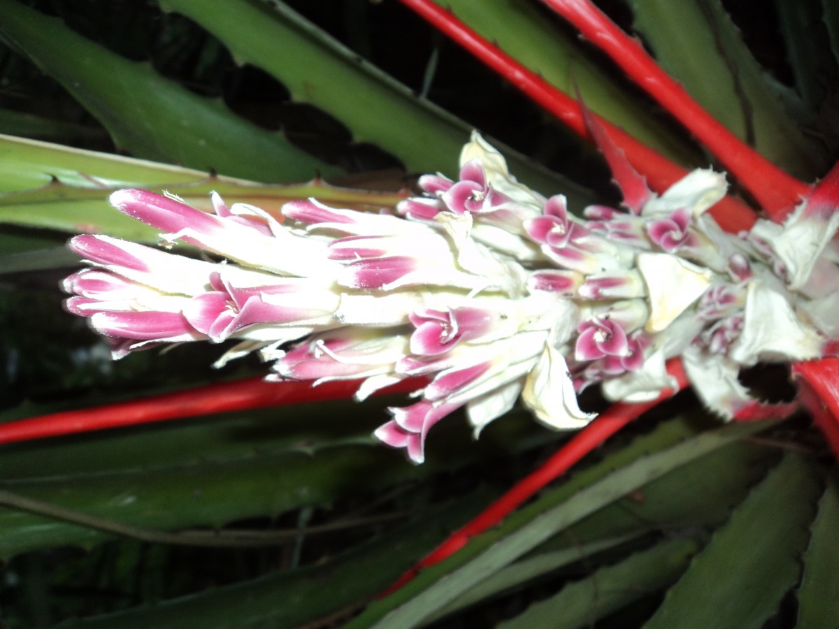 Bromelia pinguin L.