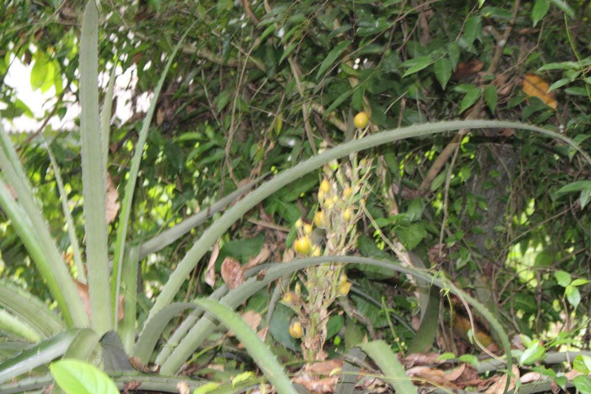 Bromelia pinguin L.