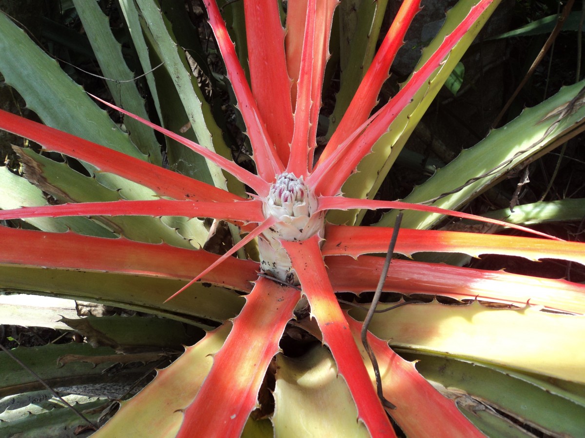 Bromelia pinguin L.