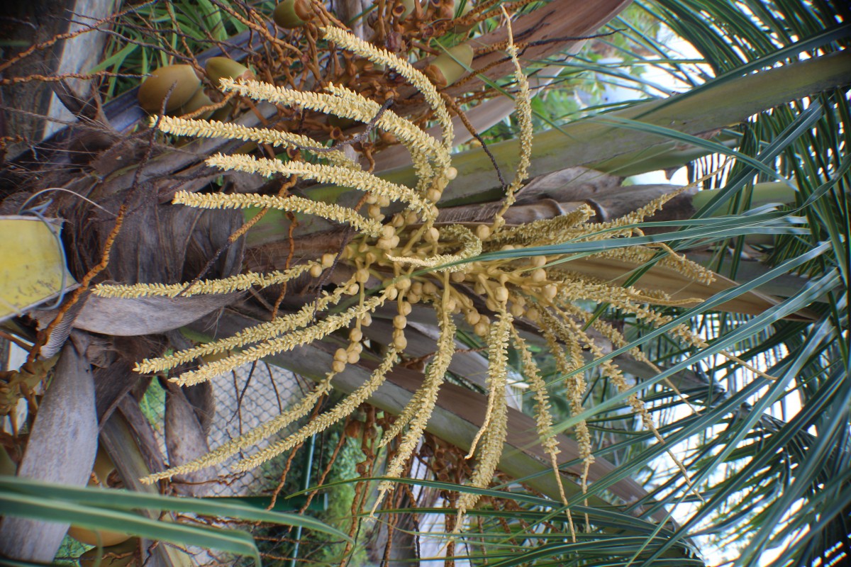 Cocos nucifera L.