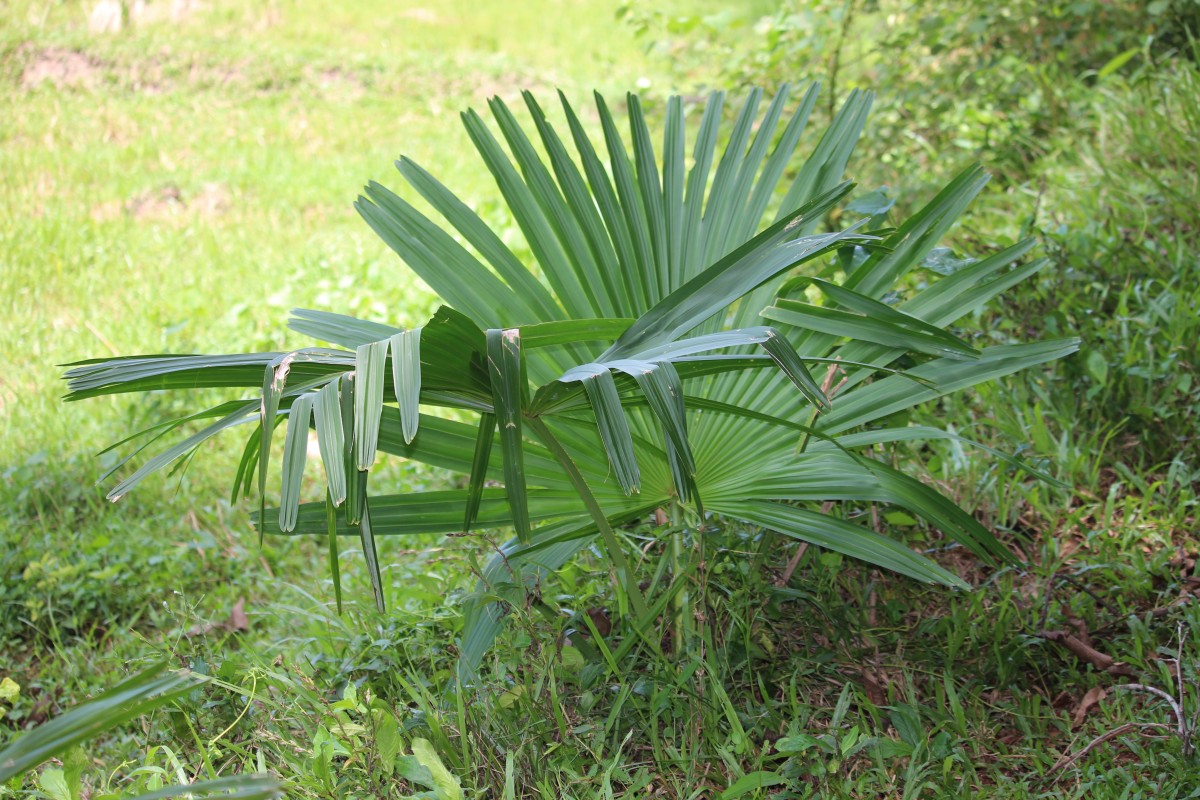 Corypha umbraculifera L.