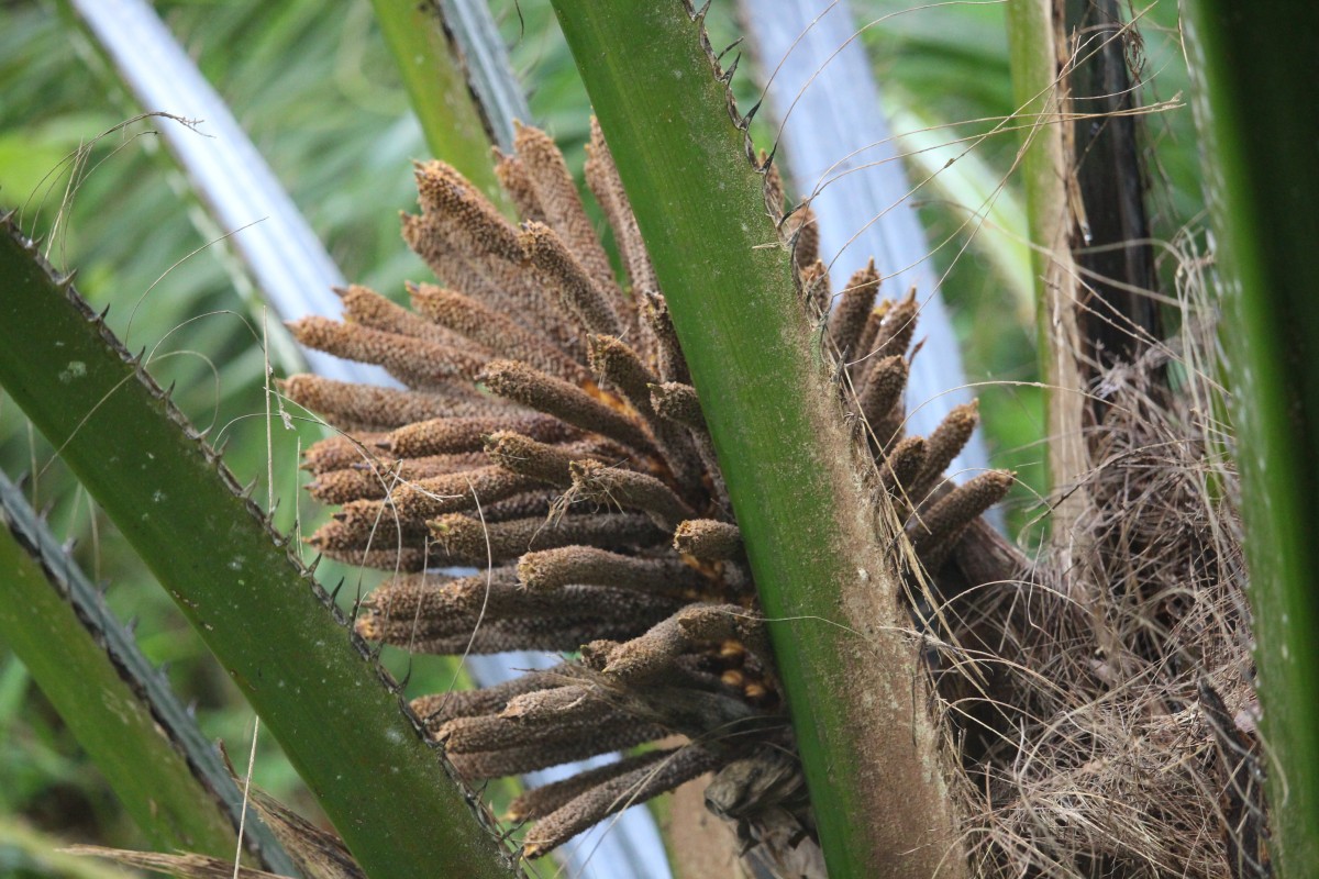 Elaeis guineensis Jacq.