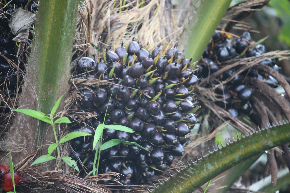 Elaeis guineensis Jacq.