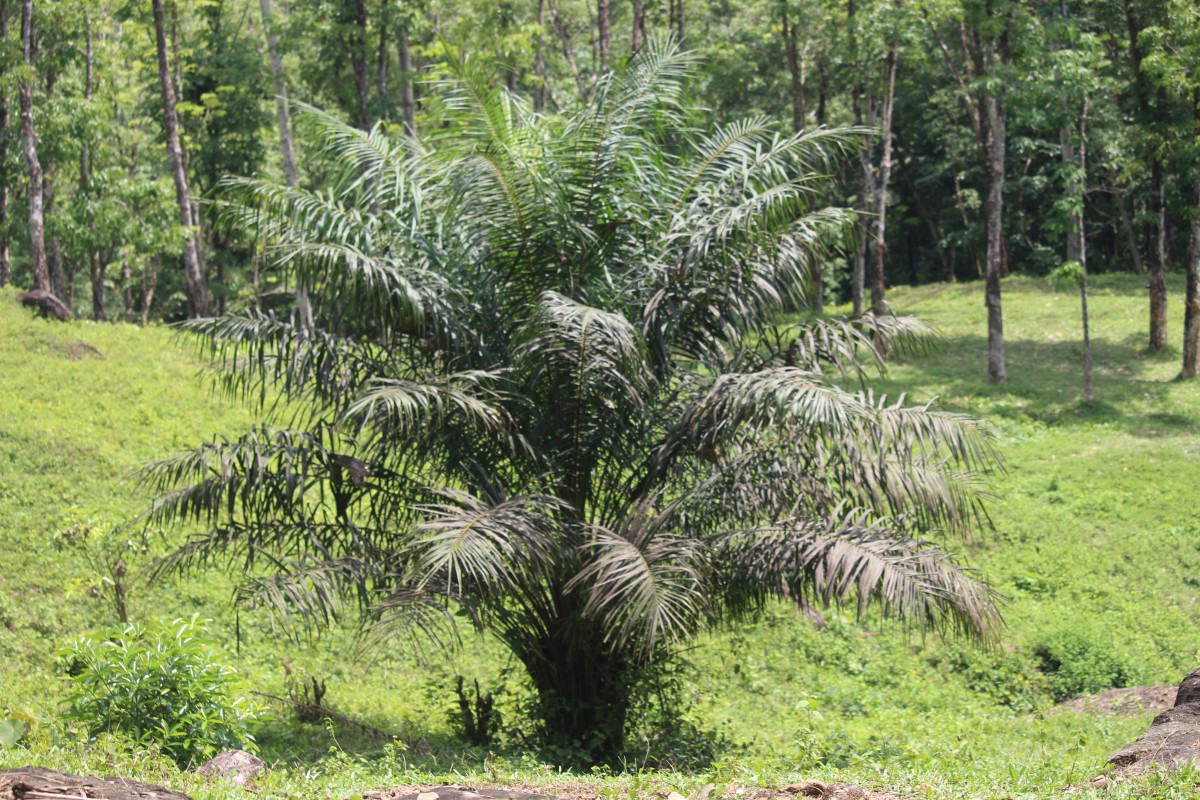 Elaeis guineensis Jacq.