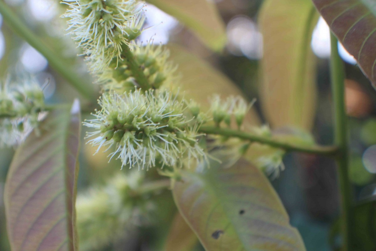 Combretum acuminatum Roxb.